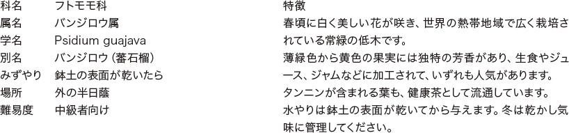 グアバの特徴