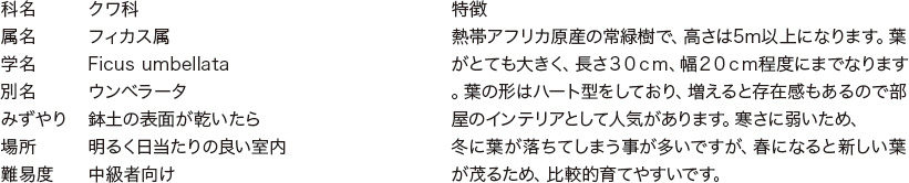 フィカス・ウンベラータの特徴